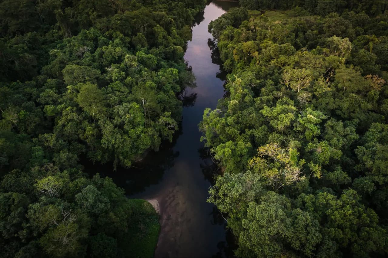 Aerial view of the Amazon rainforest with a river through the canopy